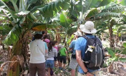 Visite des Bananeraies Canaries